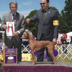 Coco - Cirneco dell'Etna