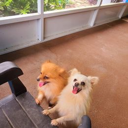Pomeranian Puppies from Marsha's Pomeranians