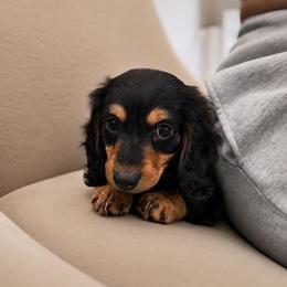 Black And Tan Female Long Haired Dachshund - Black and tan female Dachshund puppy in Arcadia, California from Cruz Industries - Dachshund Company & French Bulldog Company