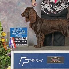 Boykin Spaniels and Chesapeake Bay Retrievers from Big Medicine Kennel