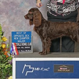 Boykin Spaniels and Chesapeake Bay Retrievers from Big Medicine Kennel