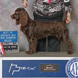 Boykin Spaniels and Chesapeake Bay Retrievers from Big Medicine Kennel