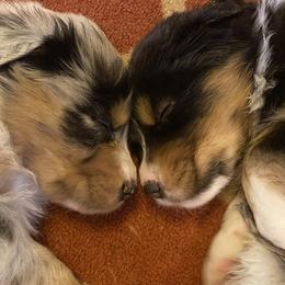 Australian Shepherd Puppies from Echolight Australian Shepherds