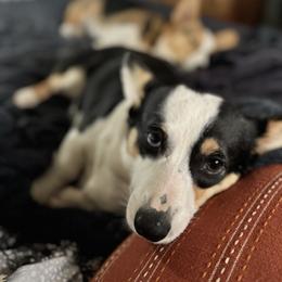 Kate - Pembroke Welsh Corgi