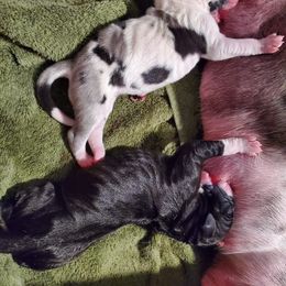 Great Dane Puppies from Dog in Mind Danes