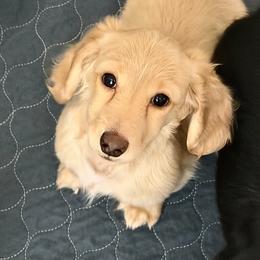 * WPS Biscuit - Dachshund