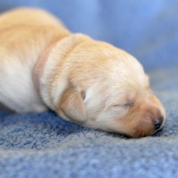 Labrador Retriever Puppies from Loudon's Labradors