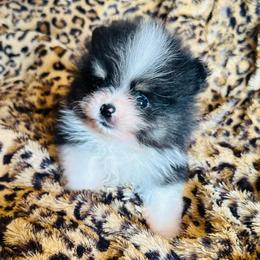 Tux - Black parti male Pomeranian puppy in Waterloo, Indiana from Garcias Pomeranian