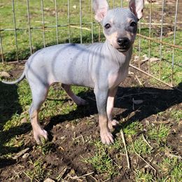 Fenna - hold - Black American Hairless Terrier puppy in Missouri from Hearts AHT