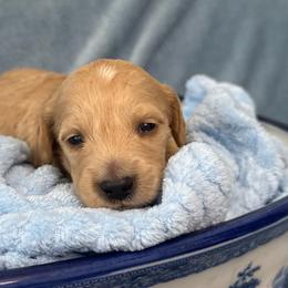 Monet - Red male Dachshund puppy in Memphis, Tennessee from River City Doxies