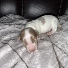 Dachshund Puppies from Sweet Peach Minis