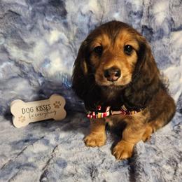 Grigor - Red male Dachshund puppy in Sylvania, Georgia from Dachshund and Co.