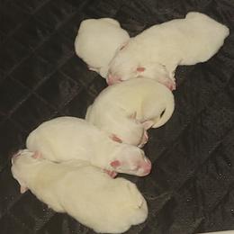 American Eskimo Dog puppies from Turks Eskis