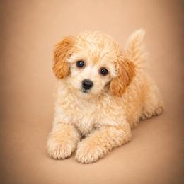 Malibu - Red  male Poodle puppy in Wharton, Texas from In the Red Poodles