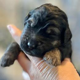 Mahogany - Black and tan male Assorted Doodle Crosses puppy in Kansas City, Missouri from Beary GoldenDoodles