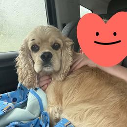 Cocker Spaniels and Shih Tzus from Northstar Shih Tzu