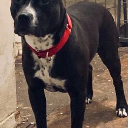 American Staffordshire Terriers from Noahz Amstaffs