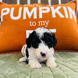Buster - Parti male Goldendoodle puppy in Auburn, Indiana from Martin’s Doodles