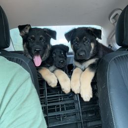 German Shepherd Puppies from Vermachtnis German Shepherds