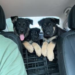 German Shepherd Puppies from Vermachtnis German Shepherds