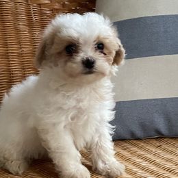 Maltipoos from CEK Pets