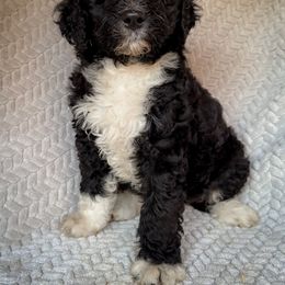 Clover - Black and white female Bernedoodle puppy in Grant City, Missouri from Timberline Paws