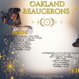 Salmon Pink - Black and rust female Beauceron puppy in Batavia, New York from Oakland Beaucerons