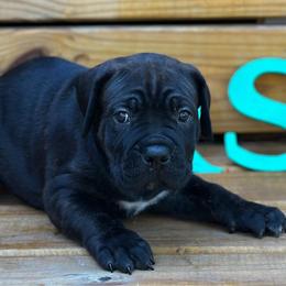 Miracle City Purple - Black brindle female Cane Corso puppy in Conroe, Texas from Miracle City