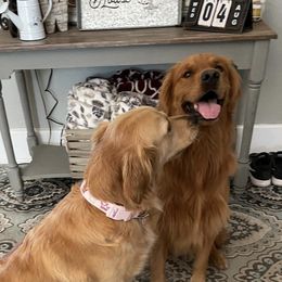 Golden Retrievers from GB kennel