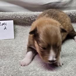 Patty - White and sable female Shetland Sheepdog puppy in Caldwell, Texas from Candyce Witte
