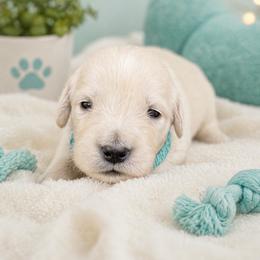 Girl 4 Tulip - Light golden female Golden Retriever puppy in Angier, North Carolina from Howard's Retrievers