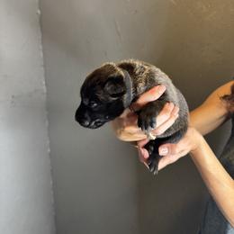 Black Girl 1 - Black sable female Belgian Malinois puppy in Orange, Texas from Tacti-Mal K9 Kennels