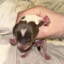 Bunny - Piebald female Dachshund puppy in Bruceton, Tennessee from Dachshund Dreams