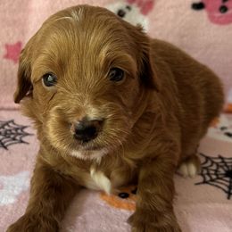 Spice - Red  female Goldendoodle puppy in El Dorado, Arkansas from Stacy Young
