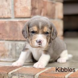 Kibbles - Blue tan and white male Beagle puppy in Mansfield, Missouri from Rippee Creek Kennel