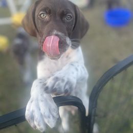 German Shorthaired Pointer and Jack Russell Terrier Puppies from Ivy Creek Kennels