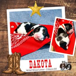 Dakota - Black white and tan male English Springer Spaniel puppy in Albany, Minnesota from Farm Fresh Labradors & English Springers