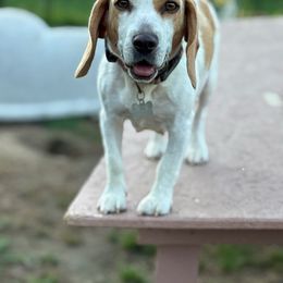 Indy - Beagle