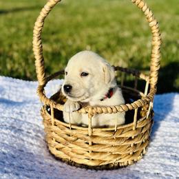 Coton de Tulear Puppies from Flourishing Family Farms
