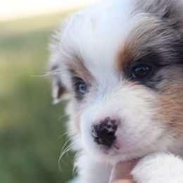 AKC Oak - Blue merle male Australian Shepherd puppy in Zeeland, Michigan from Apple Ridge AKC Aussies