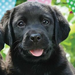 Labrador Retriever Puppies from Belquest Labradors