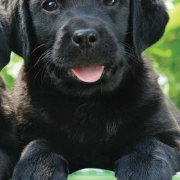 Labrador Retriever Puppies from Belquest Labradors