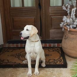 Labrador Retrievers from Bayou Dixieland Labrador Retrievers kennel