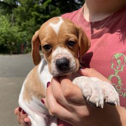 Sky Blue Girl - Orange and white female Pointer puppy in Olympia, Washington from Birdsboro Pointers