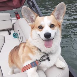 Australian Shepherds and Pembroke Welsh Corgis from Shellyn’s Australian Shepherds