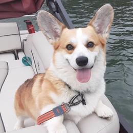 Australian Shepherds and Pembroke Welsh Corgis from Shellyn’s Australian Shepherds