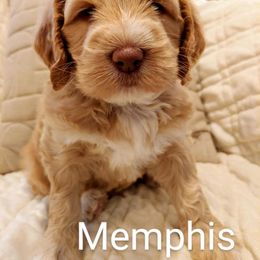 Australian Labradoodle Puppies from Lavender Fields Australian Labradoodles