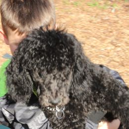 Poodle Puppies from Simply Standard Poodles