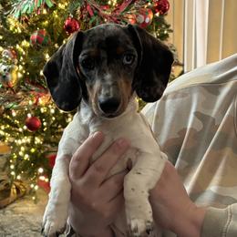 Dolly - Dachshund