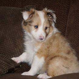 Rottweiler and Shetland Sheepdog Puppies from Mountain High Kennels